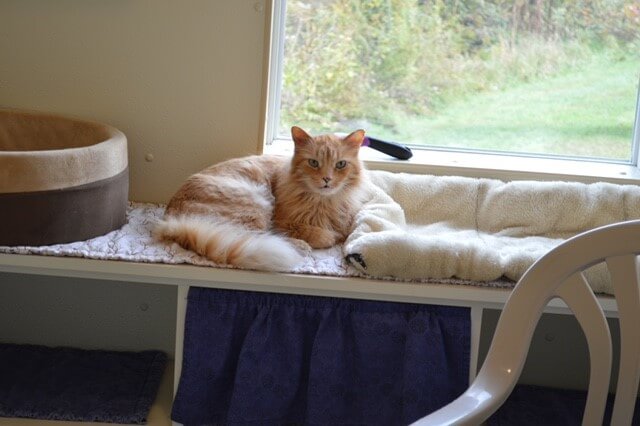 orange cat laying by windowsill