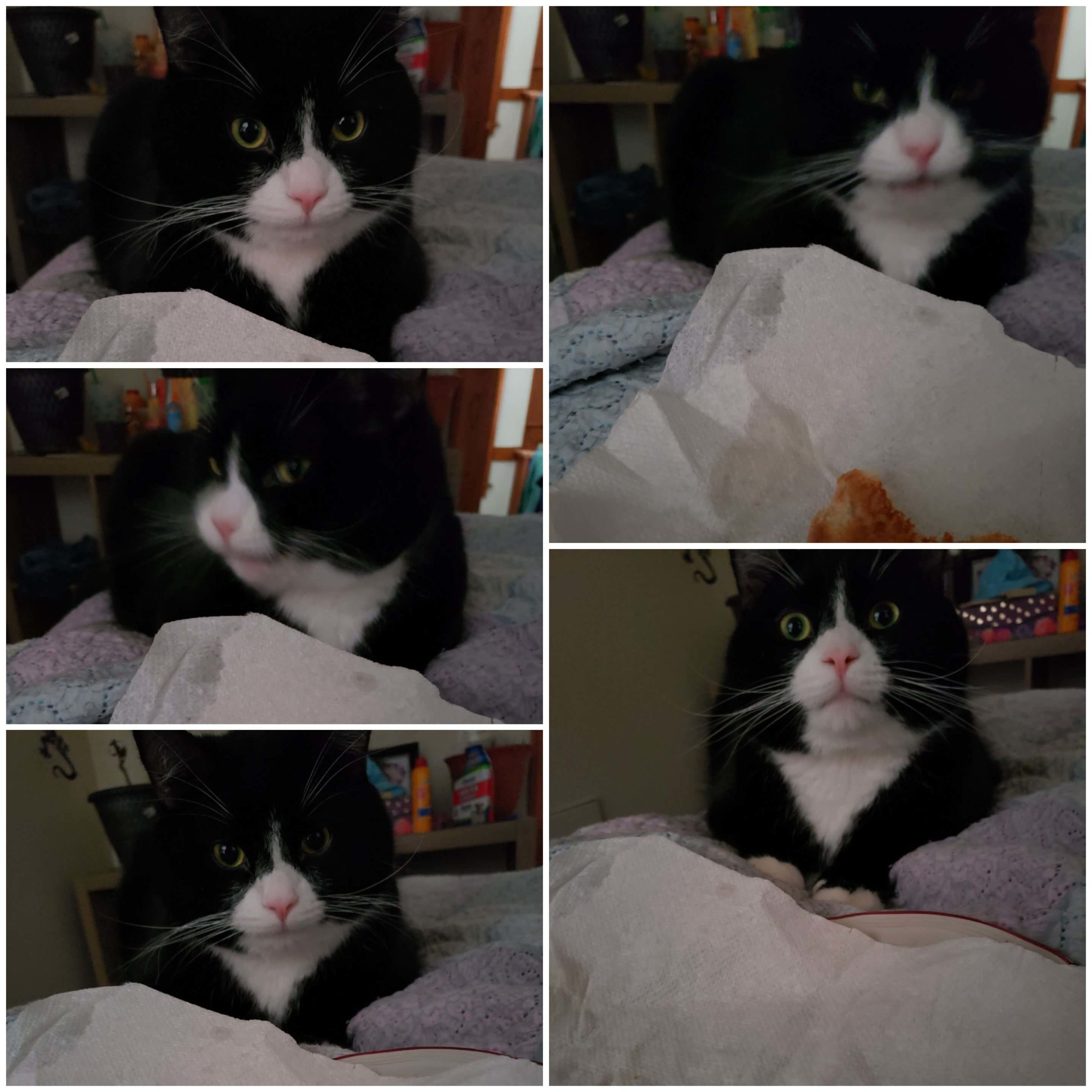 collage of white and black cat laying on a bed