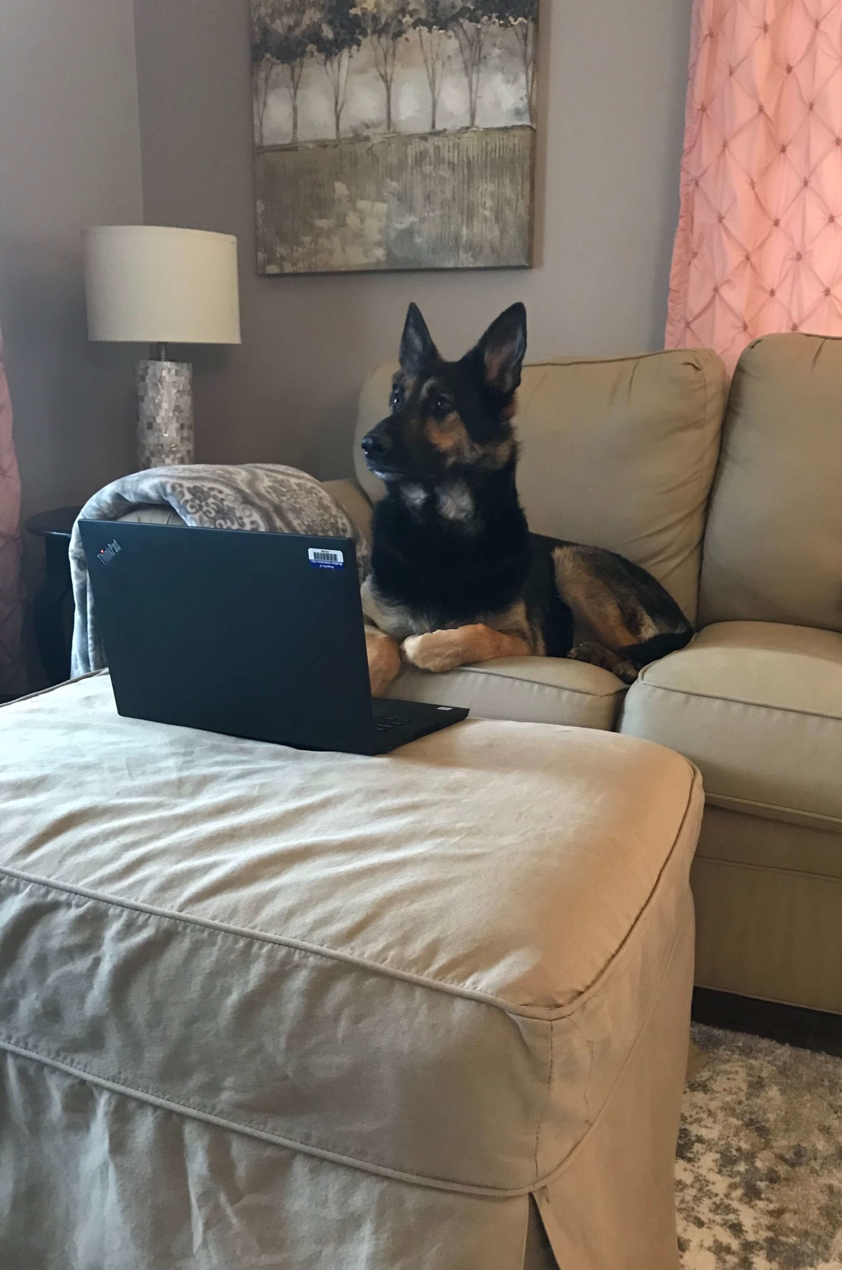 german shepherd sitting on couch in front of a laptop