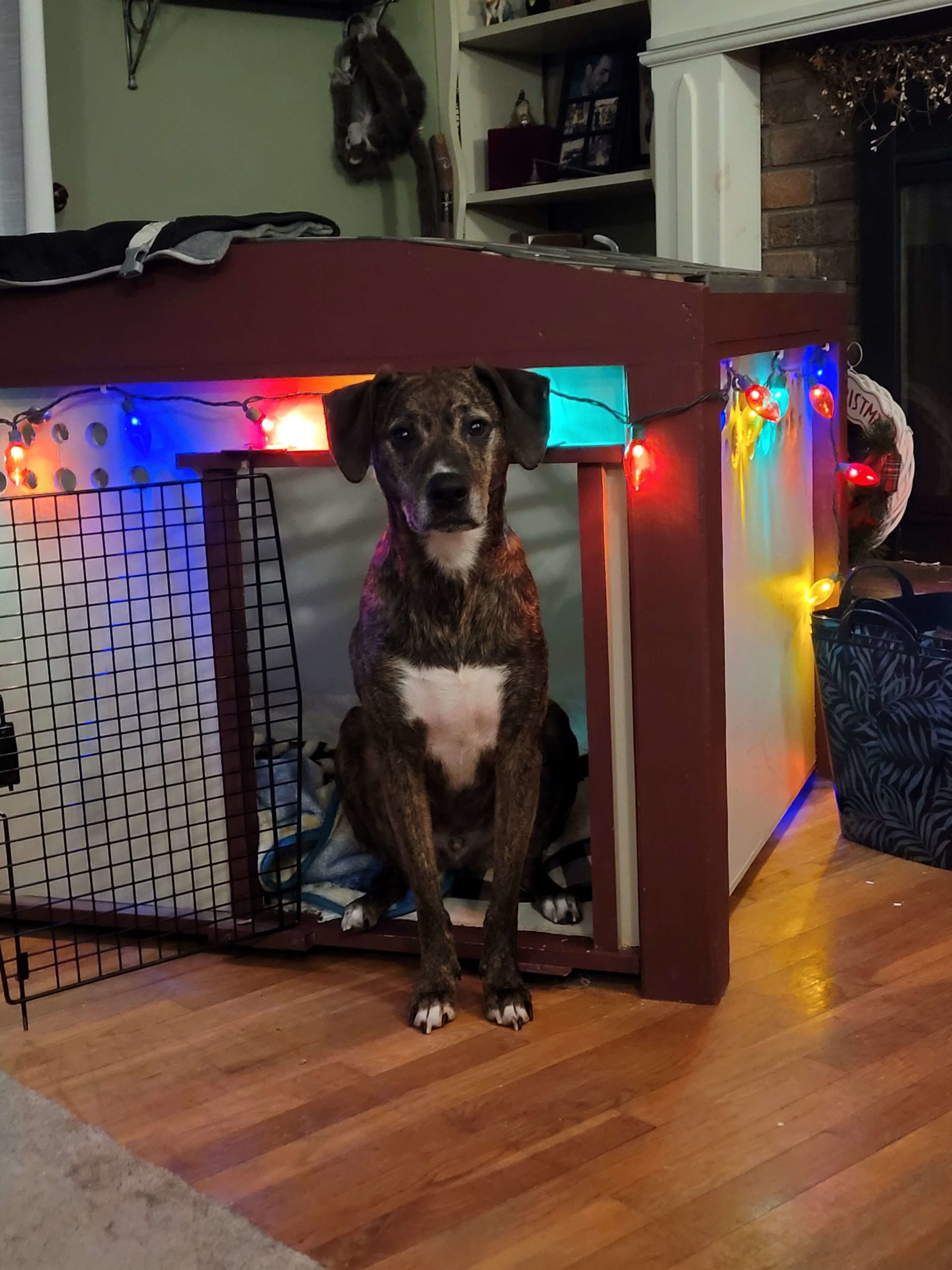 dog sitting inside doghouse with lights around