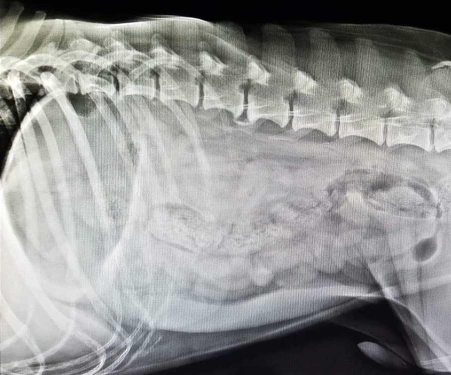 radiograph of pet abdomen