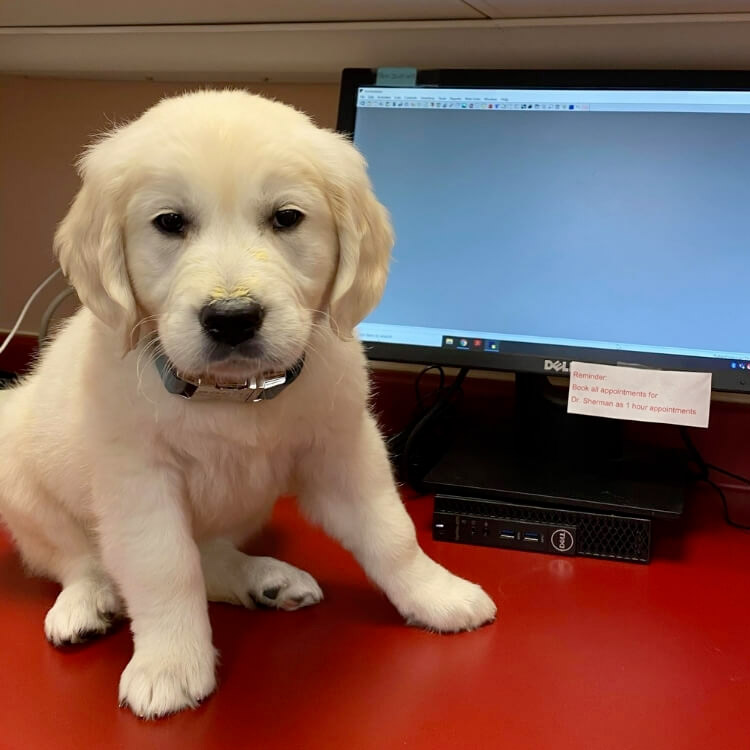 puppy sitting down on front desk