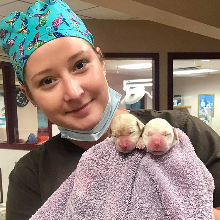 RVCSC team member holding two white newborn puppies