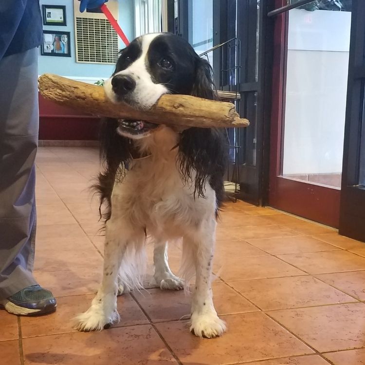black and white dog holding large stick in mouth