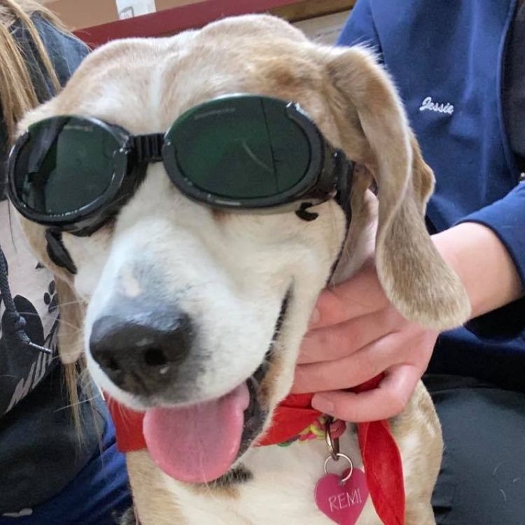 dog wearing goggles for laser therapy