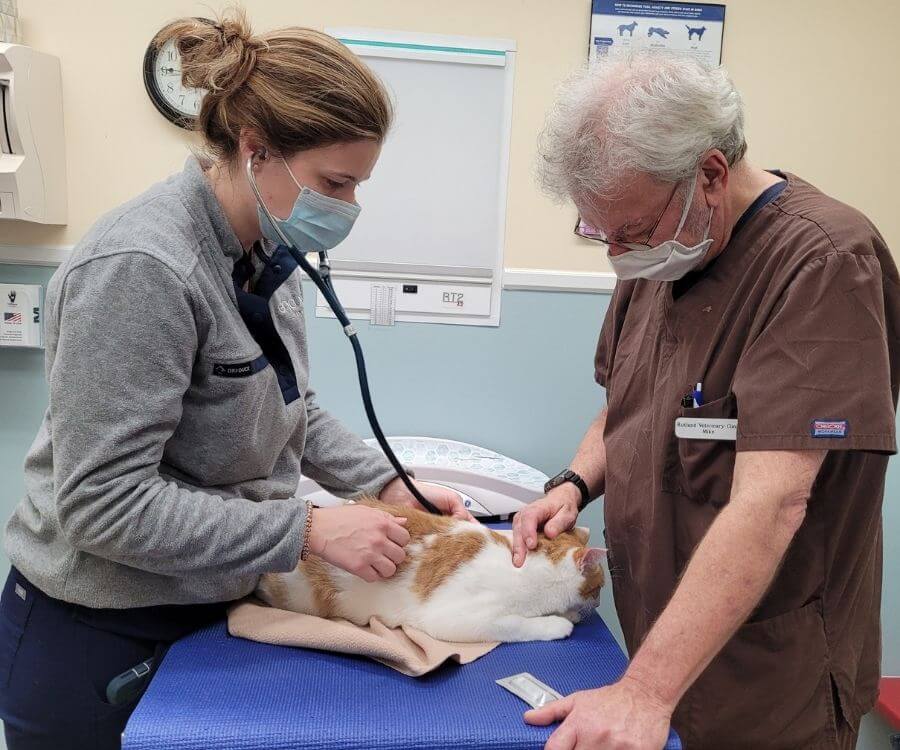 rutland staff diagnosing a cat