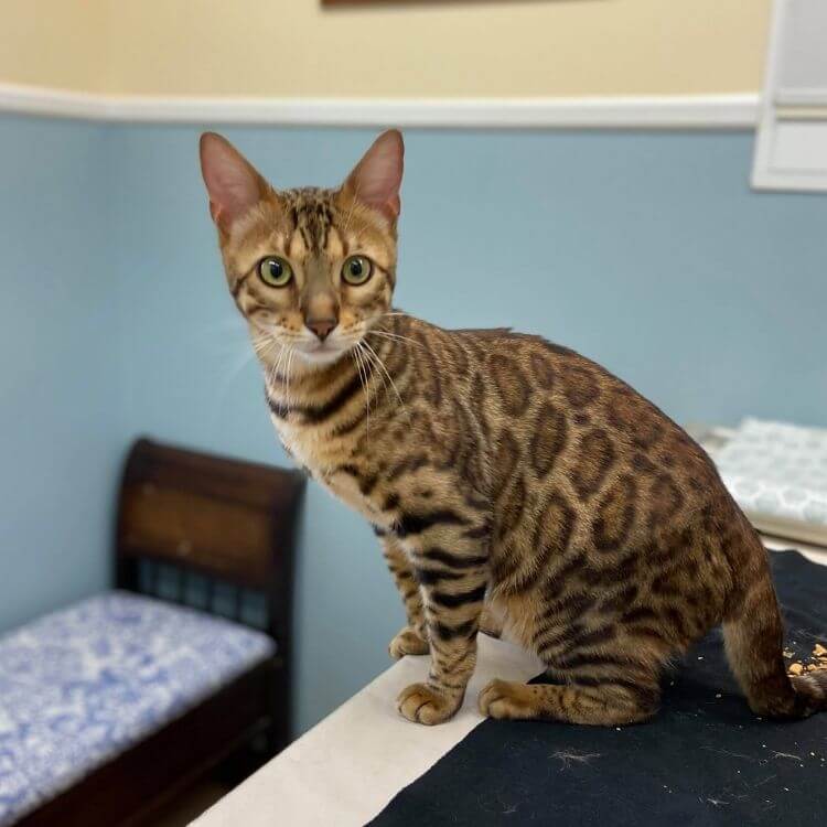 brown spotted cat sitting on exam table