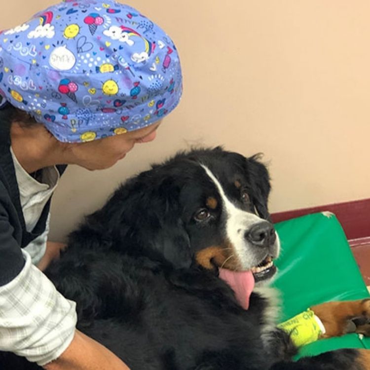 rutland surgeon taking care of a dog