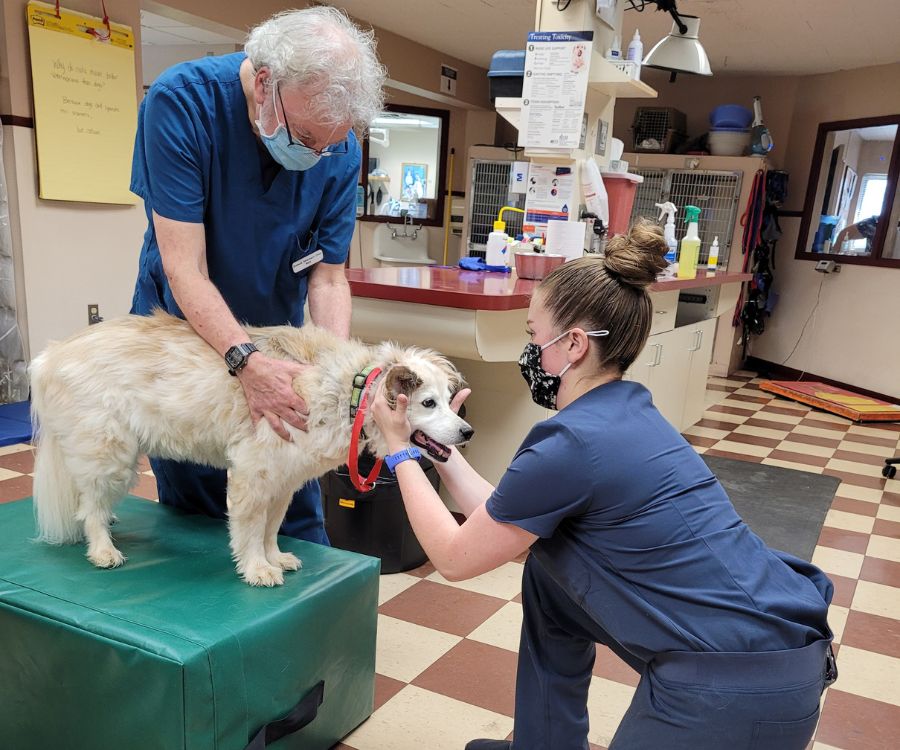 Pet Chiropractic In Rutland, VT 05701 Rutland Veterinary Clinic & Surgical  Center