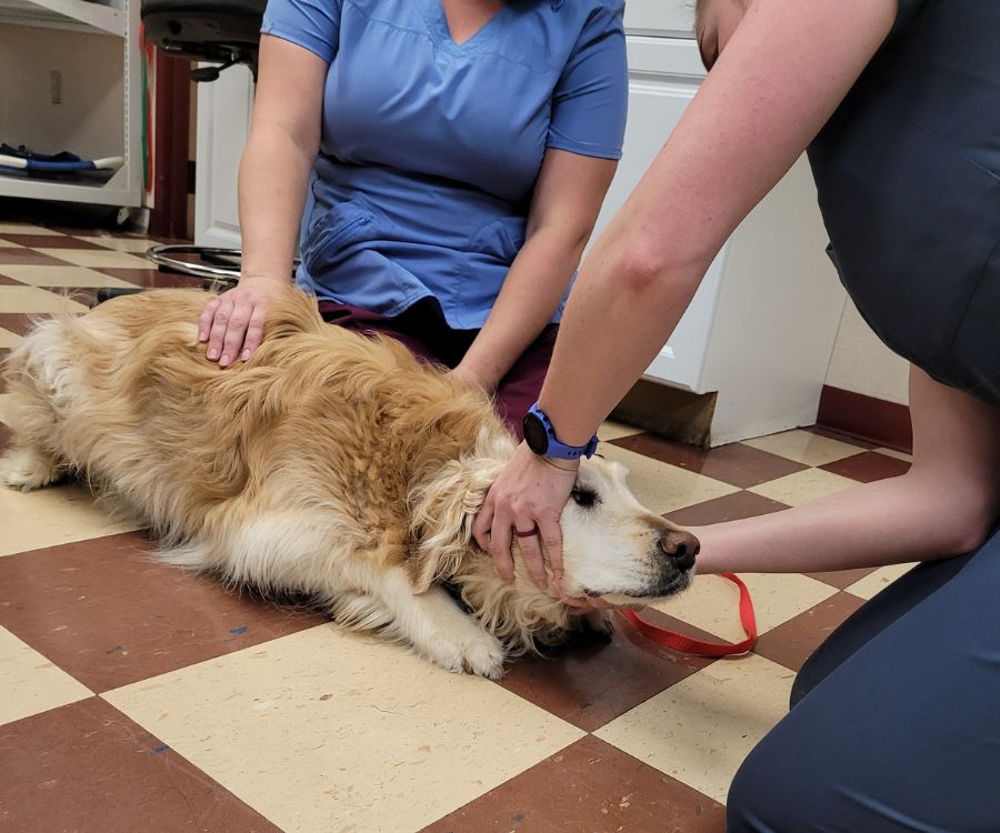 Rutland Doctor doing laser therapy
