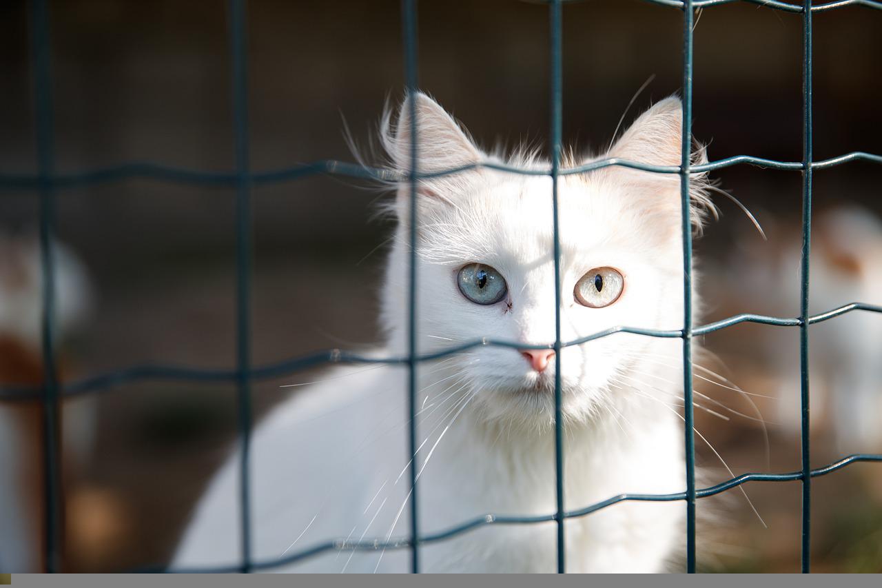 3 Ways To Help Your Newly Adopted Cat Feel At Home Rutland Veterinary