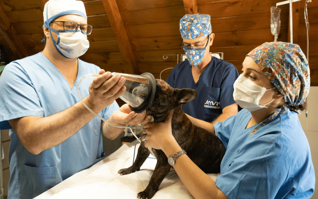 What Is The Role Of A Veterinary Technician? | Rutland Veterinary Clinic &  Surgical Center
