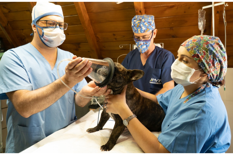 What Is The Role Of A Veterinary Technician? Rutland Veterinary