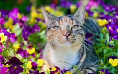 Protect Your Pet From Common Springtime Emergencies