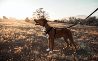 How to Protect Your Dog from Dog Bites and Prevent Dog Attacks