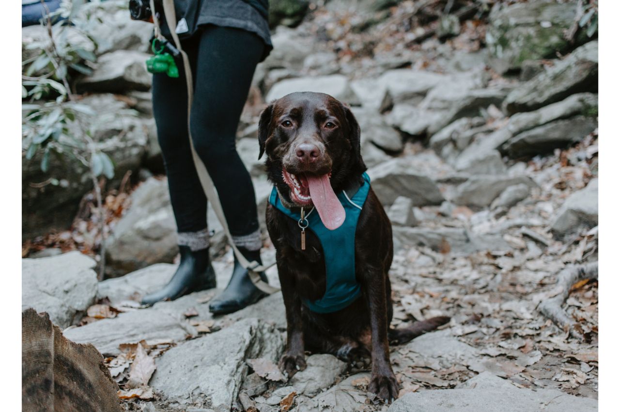 Learn About Outdoor Activities You Can Enjoy With Your Pet Rutland