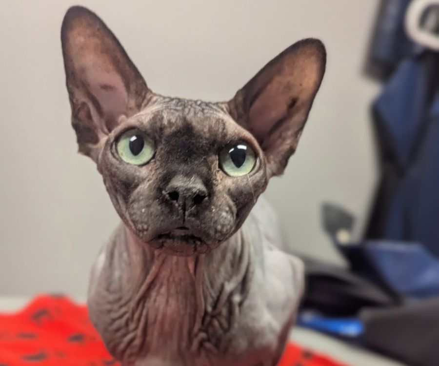 rutland staff diagnosing a cat